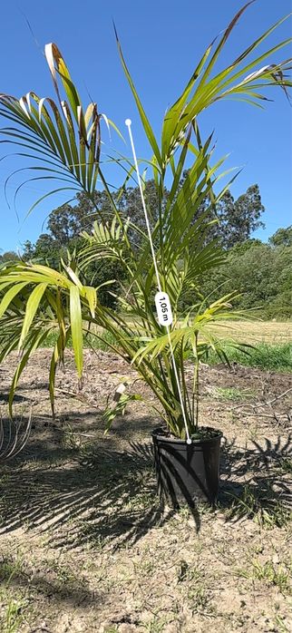 Palmeira Howea fosteriana