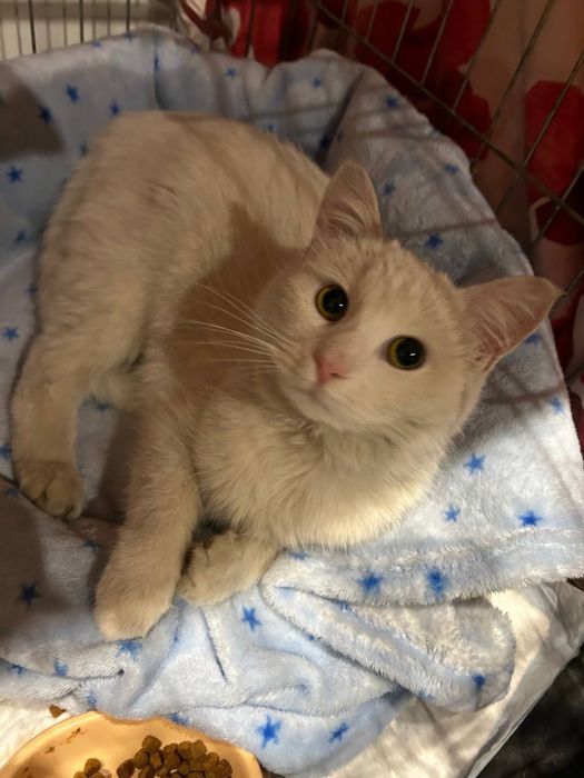 Біла киця кішка 1 рік Білочка шукає сімʼю! Волонтерська.