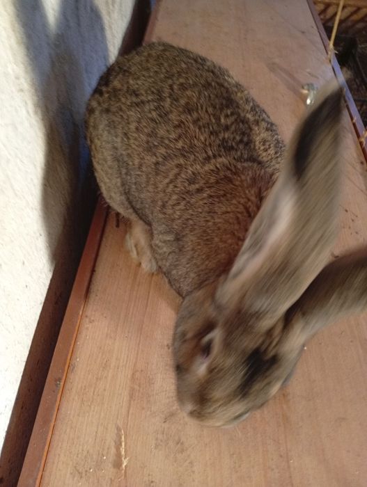 Sprzedam samca Belga