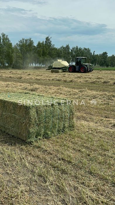 Сіно люцерни у великих квадратах