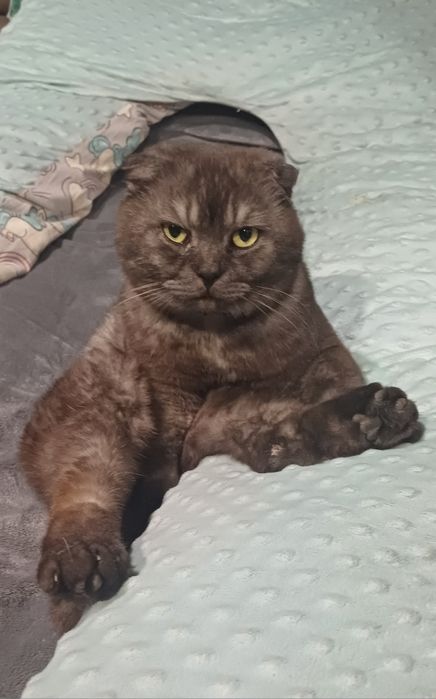 Шикарный кот Скоттиш фолд черный дым вязка!