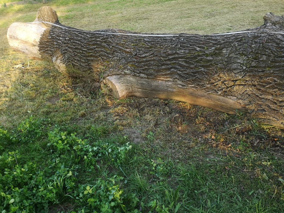 Sprzedam Kłoda dębu