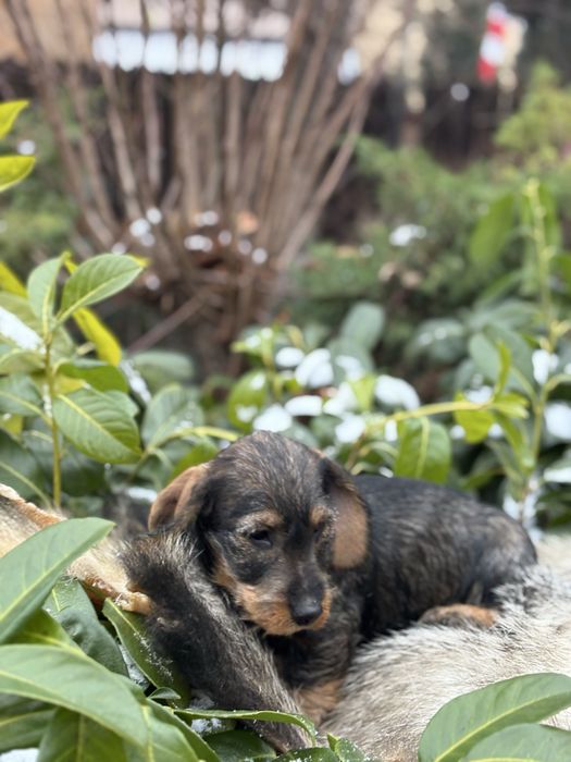 Jamnik szorstkowłosy