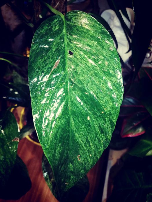 Epipremnum Pinnatum Baltic Blue Mint Variegata Monstera Philodendron