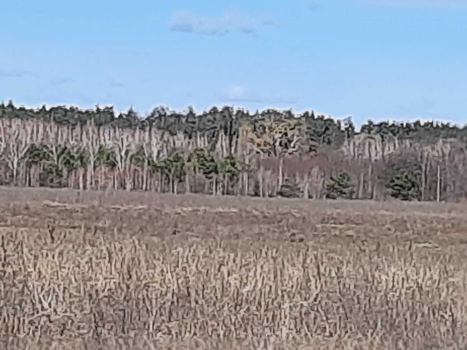 Лісовичі( Вишгородський ) 3 га, ОСГ з лісом. Супермісце!