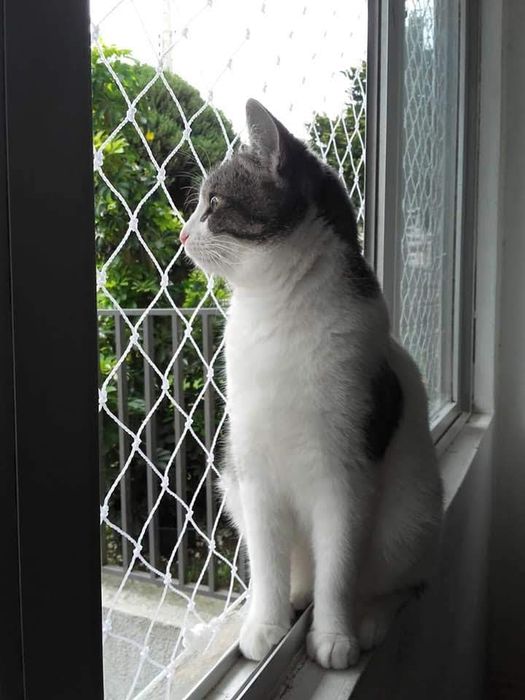 Rede de Proteção para Gatos