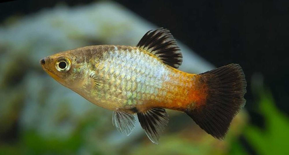 Zmienniak plamisty - Platka - Platynka - ODMIANA RAINBOW - dowóz