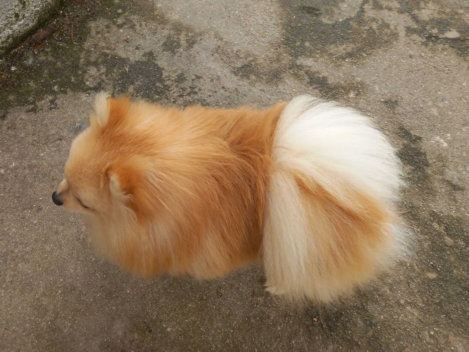 SPITZ POMERÂNIA     cachorro macho para acasalar