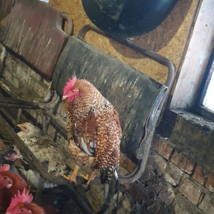 Продам 11 месячных петухов