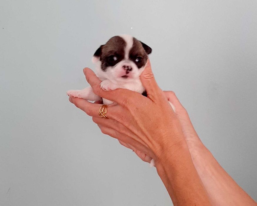 Chihuahua macho cor creme , mini