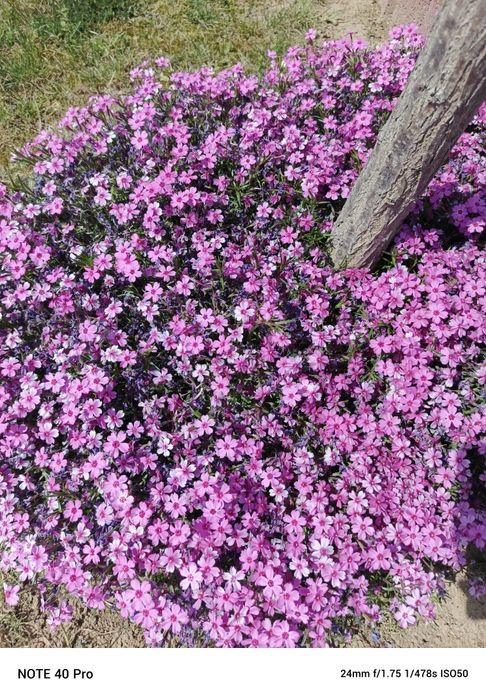 Floksy dywan różowe