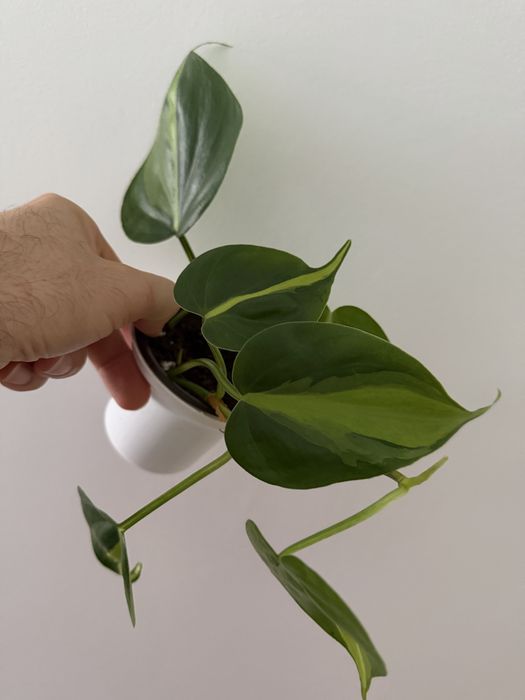 Epidendrum Floribundum425382109480888326