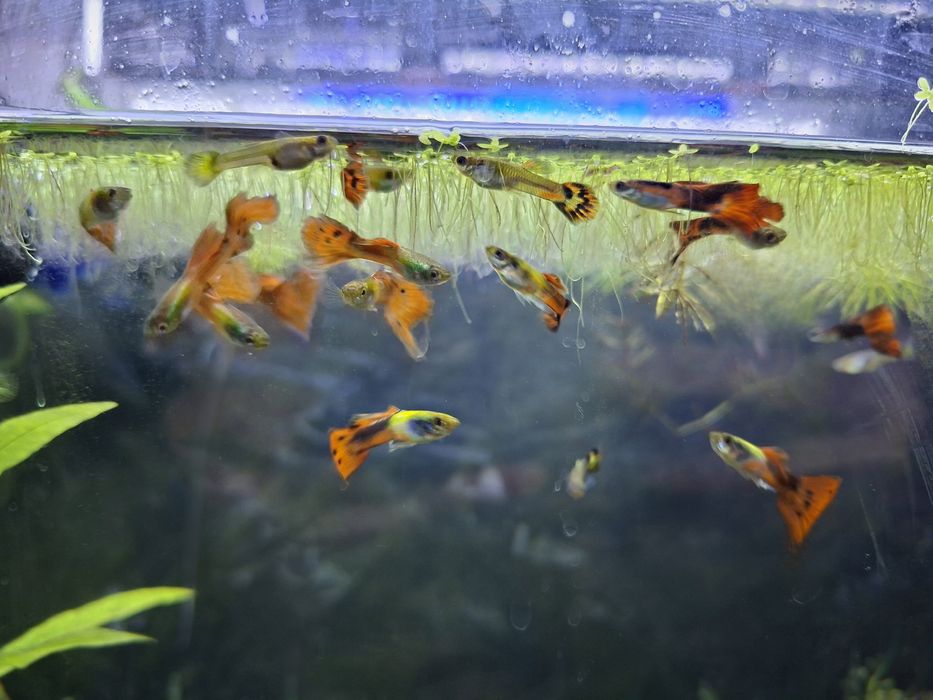 Guppys adultos / juvenis