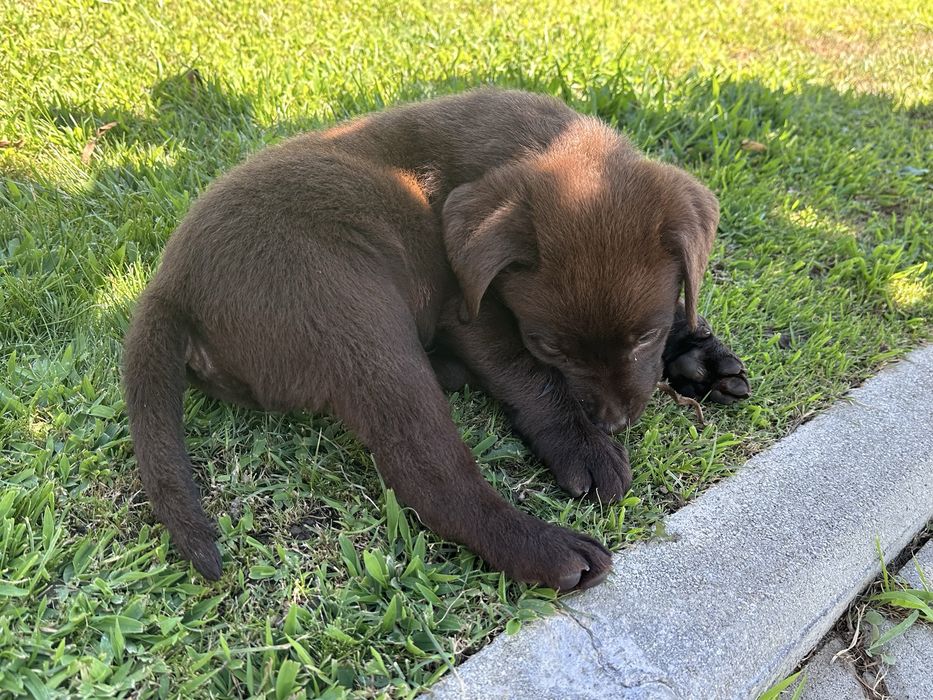 Labrador Retriever LOP e Afixo - castanho