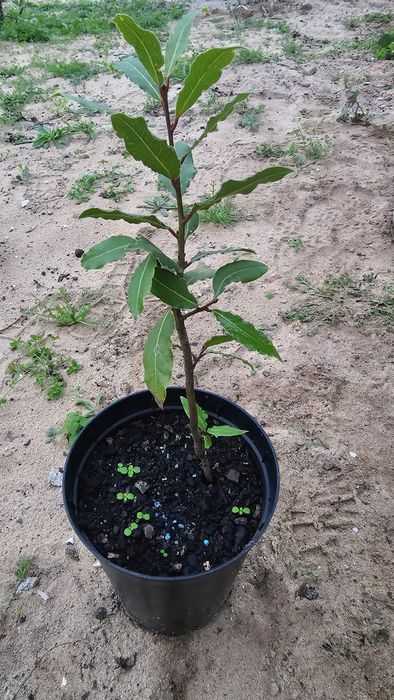 Vendo algumas árvores de fruto