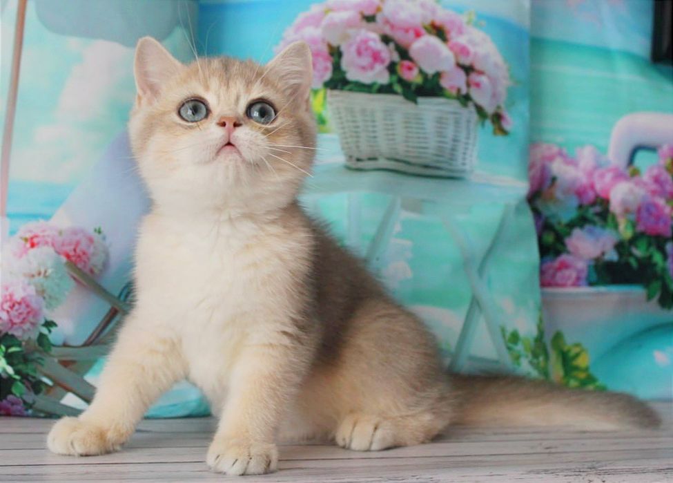 Гарний хлопчик британчик в золотій голубій шубці