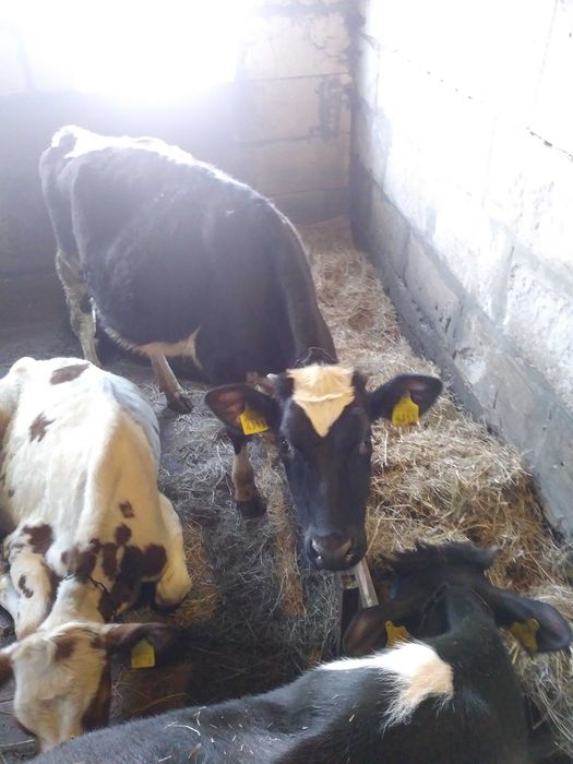 Однорічні телята (телички)