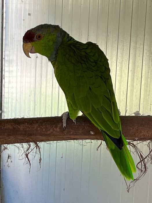 Papagaio Aestiva Finschi