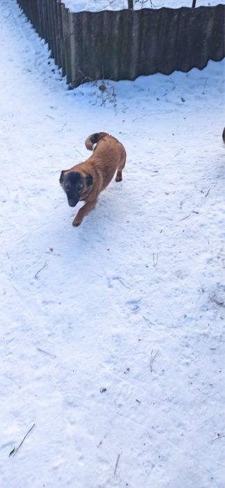 Цуценята 6 місяціа