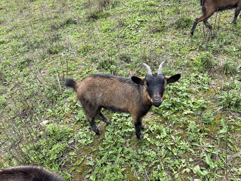 Cabrinhas Anãs - Machos e Fêmeas
