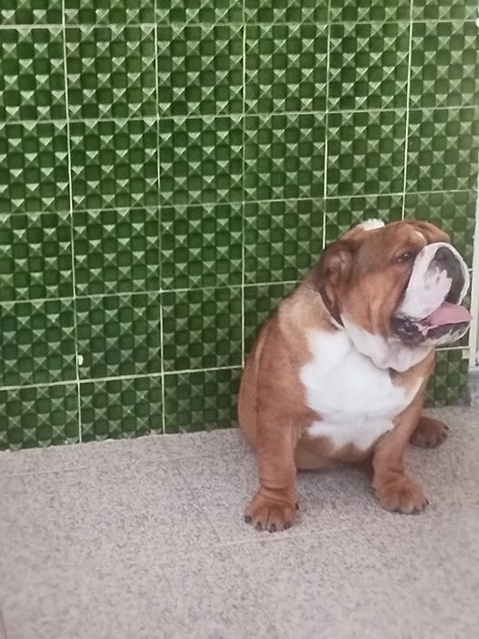 Bulldog inglês fantásticos