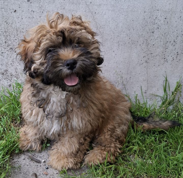 Ostatni piesek Shihpoo