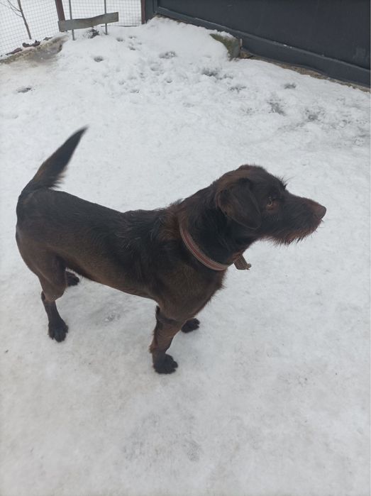 Пропала собака зник пес