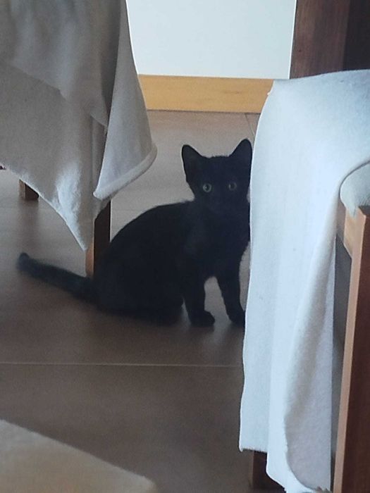 Gatinhos lindos para adoção responsável