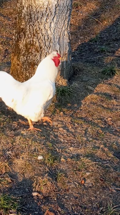 Продаються півні