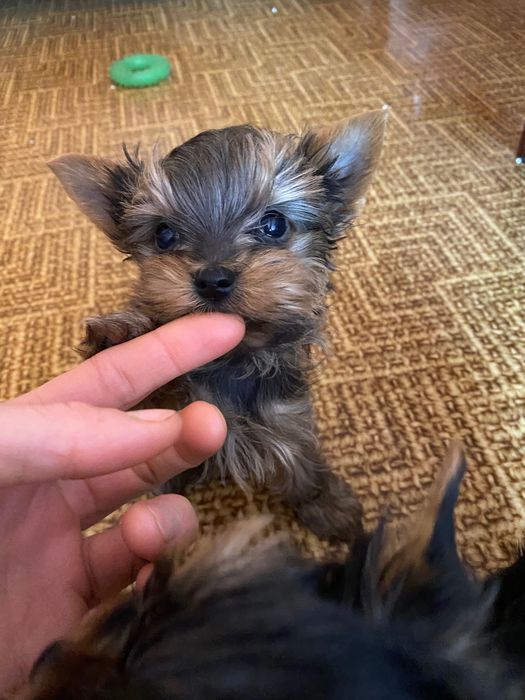 Щенки Йоркширских терьеров. 4500 грн. Каменское (Днепродзержинск)