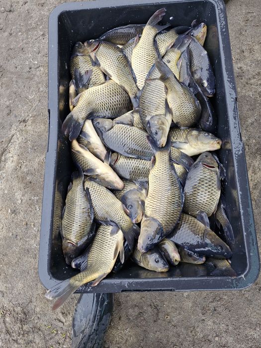 Narybek kroczek karpia