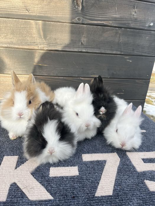 Sprzedam kroliki lew miniaturka