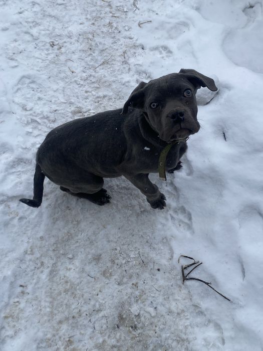 кане корсо терміново дівчинка