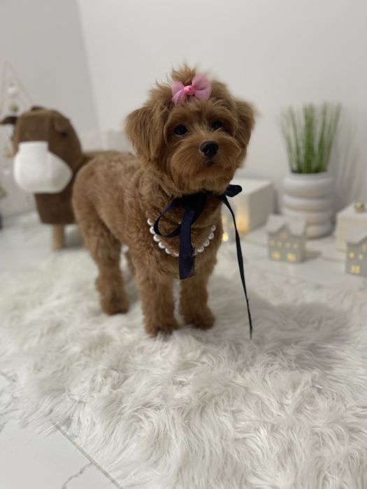 Міні-принцеси Помапу чекають на свої сімї