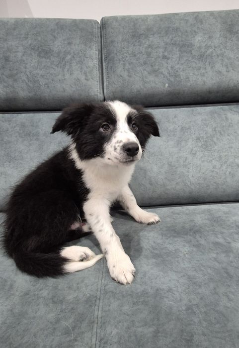 Piesek Border Collie