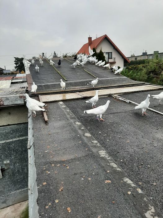 Gołębie żałobne i jasne