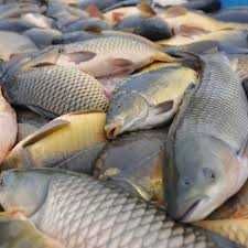 В продажі жива риба малька Форель, сом