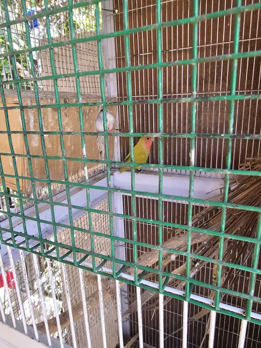 Gaiolas com casal reprodutor