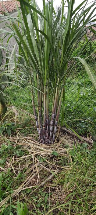 Planta de cana de açúcar