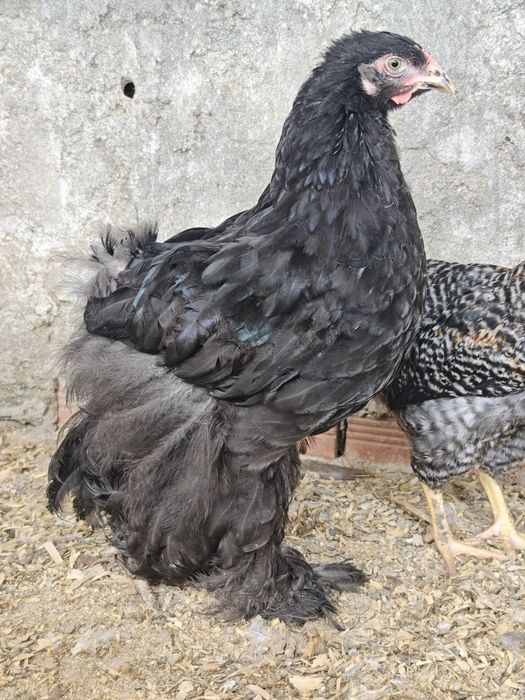 Casal cochin gigante