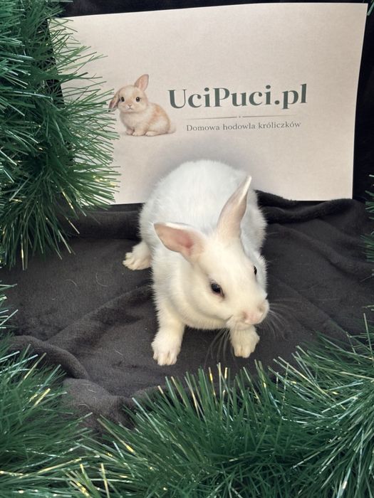 Królik miniaturowy Perła samica biała lew miniaturka