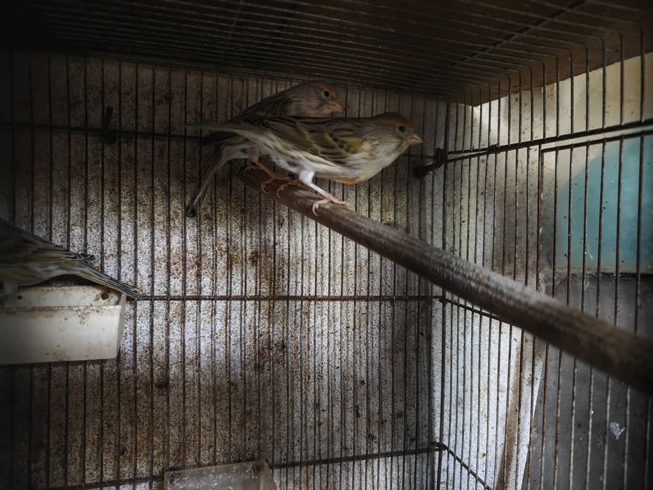 Canários 2025 várias raças!