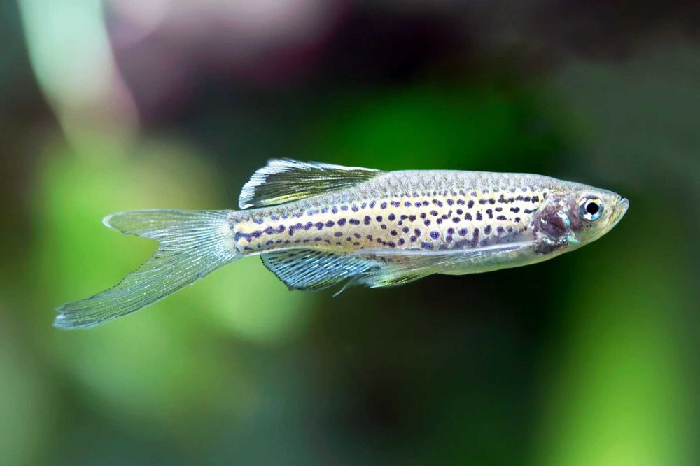 Danio lamparci (Danio leopard) WYSYŁKA AKWAWIN