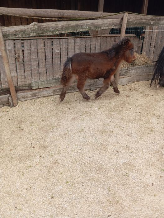 Pónei fêmea e filho macho