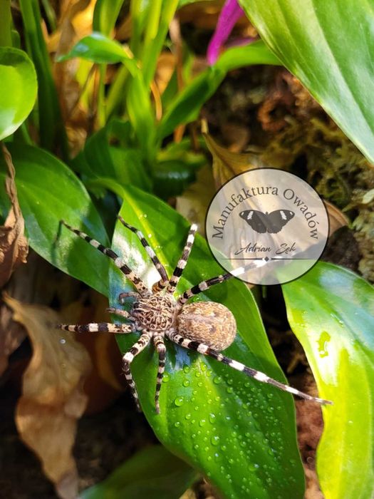 Viridasius fasciatus L4/5 - Pająk właściwy