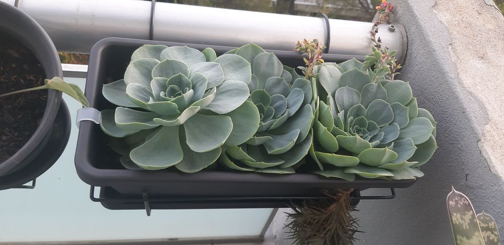 Vendo ou troco soculentas