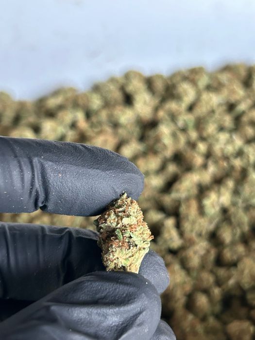 Susz CBD INDOOR Polska najwyższa jakość od producenta