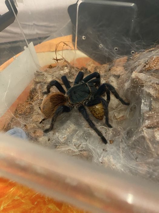 Samica chromatopelma cyaneopubescens