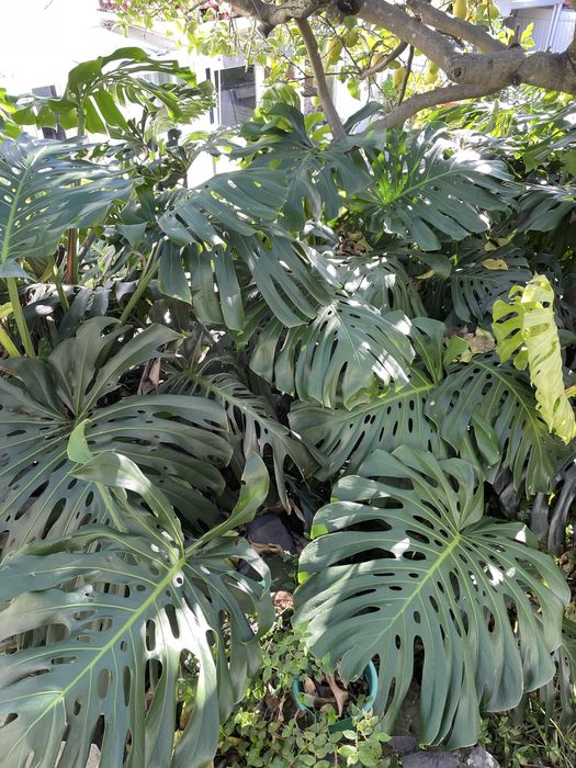 Folhas de monstera gigante