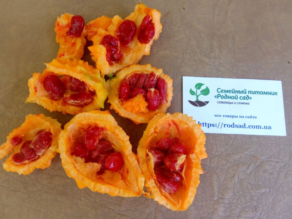 Момордика насіння 10 шт горький огурец, дыня, индийский гранат семена